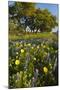 Wildflowers and Live Oak in Texas Hill Country, Texas, USA-Larry Ditto-Mounted Photographic Print