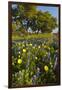 Wildflowers and Live Oak in Texas Hill Country, Texas, USA-Larry Ditto-Framed Photographic Print