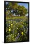 Wildflowers and Live Oak in Texas Hill Country, Texas, USA-Larry Ditto-Framed Photographic Print