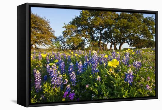 Wildflowers and Live Oak in Texas Hill Country, Texas, USA-Larry Ditto-Framed Stretched Canvas