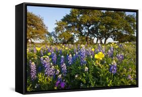 Wildflowers and Live Oak in Texas Hill Country, Texas, USA-Larry Ditto-Framed Stretched Canvas