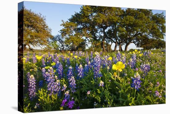 Wildflowers and Live Oak in Texas Hill Country, Texas, USA-Larry Ditto-Stretched Canvas