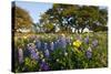 Wildflowers and Live Oak in Texas Hill Country, Texas, USA-Larry Ditto-Stretched Canvas