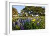 Wildflowers and Live Oak in Texas Hill Country, Texas, USA-Larry Ditto-Framed Photographic Print