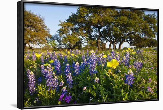 Wildflowers and Live Oak in Texas Hill Country, Texas, USA-Larry Ditto-Framed Photographic Print