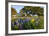 Wildflowers and Live Oak in Texas Hill Country, Texas, USA-Larry Ditto-Framed Photographic Print