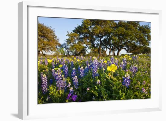 Wildflowers and Live Oak in Texas Hill Country, Texas, USA-Larry Ditto-Framed Photographic Print