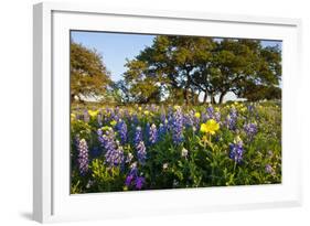 Wildflowers and Live Oak in Texas Hill Country, Texas, USA-Larry Ditto-Framed Photographic Print