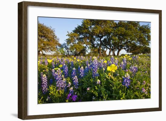 Wildflowers and Live Oak in Texas Hill Country, Texas, USA-Larry Ditto-Framed Photographic Print