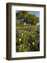 Wildflowers and Live Oak in Texas Hill Country, Texas, USA-Larry Ditto-Framed Photographic Print