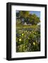 Wildflowers and Live Oak in Texas Hill Country, Texas, USA-Larry Ditto-Framed Photographic Print