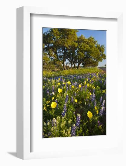 Wildflowers and Live Oak in Texas Hill Country, Texas, USA-Larry Ditto-Framed Photographic Print