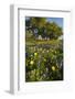 Wildflowers and Live Oak in Texas Hill Country, Texas, USA-Larry Ditto-Framed Photographic Print