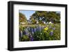 Wildflowers and Live Oak in Texas Hill Country, Texas, USA-Larry Ditto-Framed Photographic Print