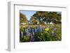 Wildflowers and Live Oak in Texas Hill Country, Texas, USA-Larry Ditto-Framed Photographic Print