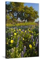 Wildflowers and Live Oak in Texas Hill Country, Texas, USA-Larry Ditto-Stretched Canvas