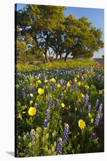 Wildflowers and Live Oak in Texas Hill Country, Texas, USA-Larry Ditto-Stretched Canvas