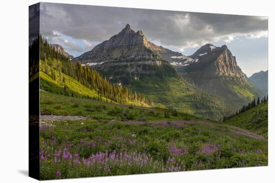 Wildflowers and Mountains. Glacier National Park, Montana, USA.-Tom Norring-Stretched Canvas