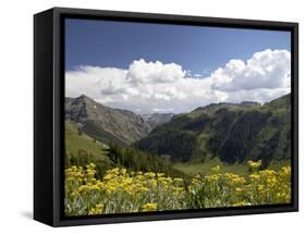 Wildflowers and Mountains Near Cinnamon Pass, Uncompahgre National Forest, Colorado-James Hager-Framed Stretched Canvas