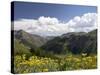 Wildflowers and Mountains Near Cinnamon Pass, Uncompahgre National Forest, Colorado-James Hager-Stretched Canvas