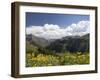 Wildflowers and Mountains Near Cinnamon Pass, Uncompahgre National Forest, Colorado-James Hager-Framed Photographic Print