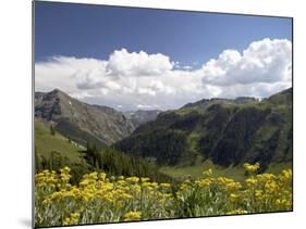 Wildflowers and Mountains Near Cinnamon Pass, Uncompahgre National Forest, Colorado-James Hager-Mounted Photographic Print