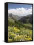 Wildflowers and Mountains Near Cinnamon Pass, Uncompahgre National Forest, Colorado-James Hager-Framed Stretched Canvas