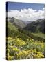 Wildflowers and Mountains Near Cinnamon Pass, Uncompahgre National Forest, Colorado-James Hager-Stretched Canvas