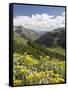 Wildflowers and Mountains Near Cinnamon Pass, Uncompahgre National Forest, Colorado-James Hager-Framed Stretched Canvas