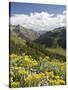 Wildflowers and Mountains Near Cinnamon Pass, Uncompahgre National Forest, Colorado-James Hager-Stretched Canvas