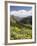 Wildflowers and Mountains Near Cinnamon Pass, Uncompahgre National Forest, Colorado-James Hager-Framed Photographic Print