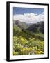 Wildflowers and Mountains Near Cinnamon Pass, Uncompahgre National Forest, Colorado-James Hager-Framed Photographic Print