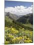 Wildflowers and Mountains Near Cinnamon Pass, Uncompahgre National Forest, Colorado-James Hager-Mounted Photographic Print