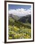 Wildflowers and Mountains Near Cinnamon Pass, Uncompahgre National Forest, Colorado-James Hager-Framed Photographic Print