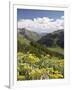 Wildflowers and Mountains Near Cinnamon Pass, Uncompahgre National Forest, Colorado-James Hager-Framed Photographic Print