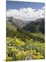 Wildflowers and Mountains Near Cinnamon Pass, Uncompahgre National Forest, Colorado-James Hager-Mounted Photographic Print