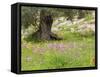 Wildflowers and Olive Tree, Near Halawa, Jordan, Middle East-Schlenker Jochen-Framed Stretched Canvas