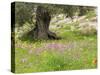 Wildflowers and Olive Tree, Near Halawa, Jordan, Middle East-Schlenker Jochen-Stretched Canvas