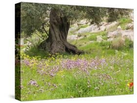 Wildflowers and Olive Tree, Near Halawa, Jordan, Middle East-Schlenker Jochen-Stretched Canvas