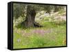 Wildflowers and Olive Tree, Near Halawa, Jordan, Middle East-Schlenker Jochen-Framed Stretched Canvas