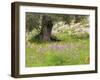 Wildflowers and Olive Tree, Near Halawa, Jordan, Middle East-Schlenker Jochen-Framed Photographic Print