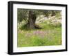 Wildflowers and Olive Tree, Near Halawa, Jordan, Middle East-Schlenker Jochen-Framed Photographic Print