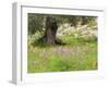 Wildflowers and Olive Tree, Near Halawa, Jordan, Middle East-Schlenker Jochen-Framed Photographic Print