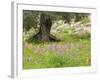 Wildflowers and Olive Tree, Near Halawa, Jordan, Middle East-Schlenker Jochen-Framed Photographic Print