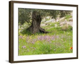 Wildflowers and Olive Tree, Near Halawa, Jordan, Middle East-Schlenker Jochen-Framed Photographic Print