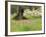 Wildflowers and Olive Tree, Near Halawa, Jordan, Middle East-Schlenker Jochen-Framed Photographic Print