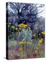 Wildflowers and Sage, Eastern Washington, USA-William Sutton-Stretched Canvas