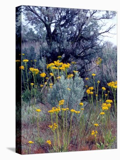 Wildflowers and Sage, Eastern Washington, USA-William Sutton-Stretched Canvas