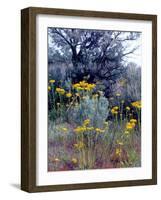 Wildflowers and Sage, Eastern Washington, USA-William Sutton-Framed Photographic Print
