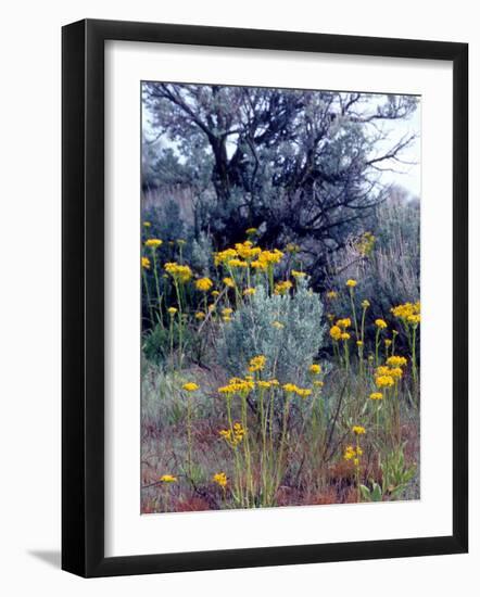 Wildflowers and Sage, Eastern Washington, USA-William Sutton-Framed Photographic Print